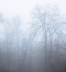 Fototapeta na wymiar Trees in the heavy fog in a German forest on a fall day.