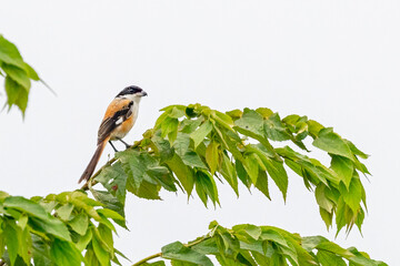 A Long tail Shrike perching on a tree