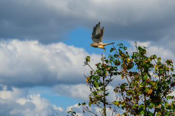 Kestrel (Falco tinnunculus) flies over a tree on the outskirts of Berlin.