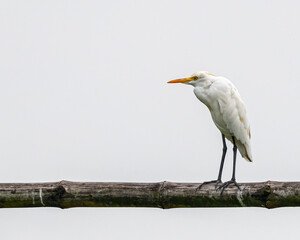 A Egret perching on a bamboo