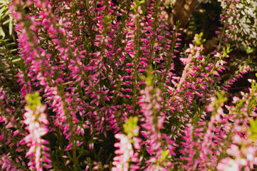heather in the setting sun
