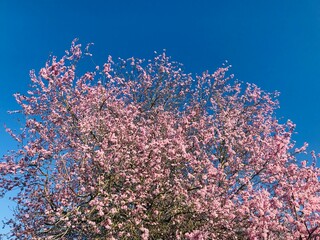 Printemps