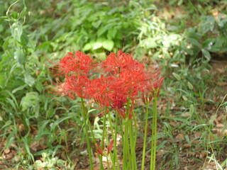 秋の花・曼珠沙華、野蒜