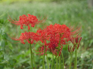 秋の花・曼珠沙華、野蒜