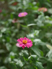 秋の花・曼珠沙華、野蒜