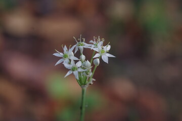 秋の花・曼珠沙華、野蒜