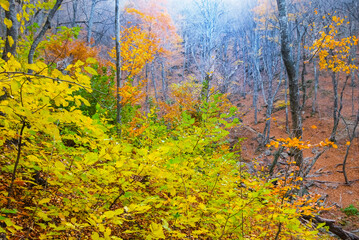 red autumn forest in blue mist, natural seasonal background