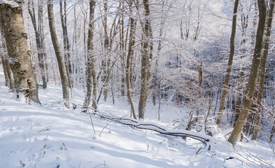 closeup winter forest in snow