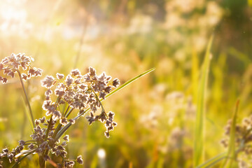 Selective focus on some herbs in the rays of a very bright rising sun. swamp summer grasses at dawn, sunset.Scirpus sylvaticus © Марина Мартинез