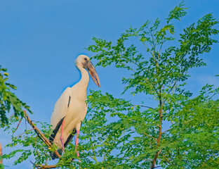 bird in tree top
