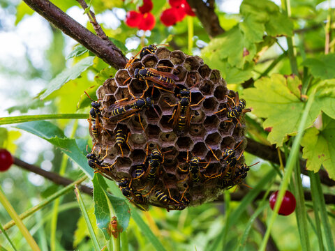 Close-up Of A Flat Wasp Nest With Wasps And Larvae