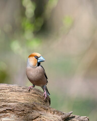 hawfinch (Coccothraustes coccothraustes) is a passerine bird in the finch family Fringillidae.