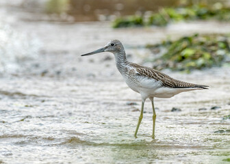 Common greenshank (Tringa nebularia) in typical nesting habitat.