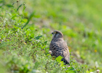A female common kestrel (Falco tinnunculus) sits in the grass after hunting.
