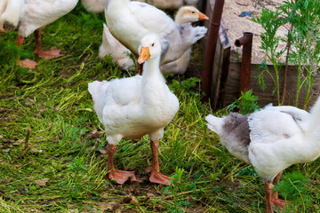 Young geese. Curious domestic young gosling close-up.
