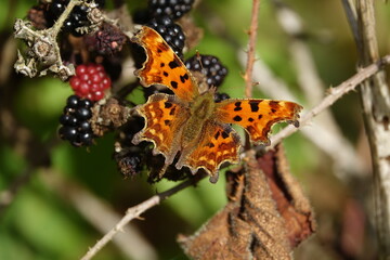 comma butterfly (Polygonia c album)