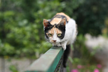 Cute yellow with black and white cat is sitting on the fence edge. Selective focus.