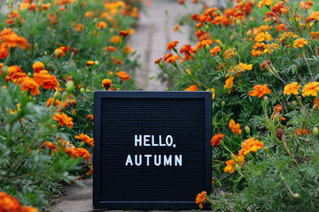 "Hello, autumn" words written on a black letterbox inside paved walkway with marigold flowers growing along. Selective focus.