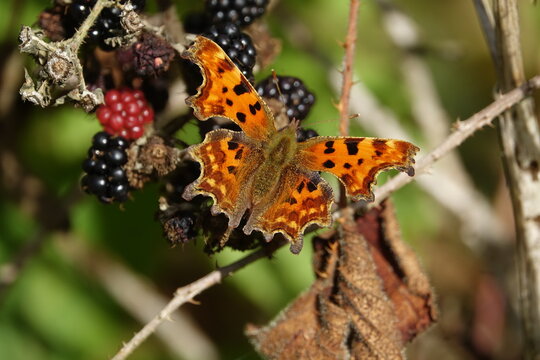 Comma Butterfly (Polygonia C Album)