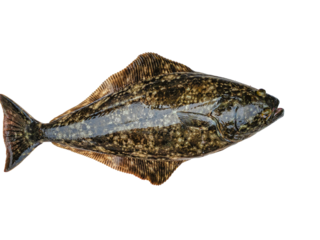 Halibut, isolated, cut out.