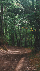 Path in the middle of the forest with shadows and fall tones