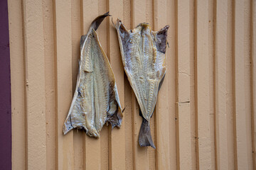 Dried flounder on yellow wall