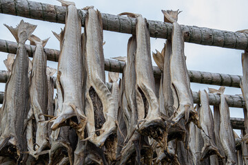 Dried cod on Lofoten Norway