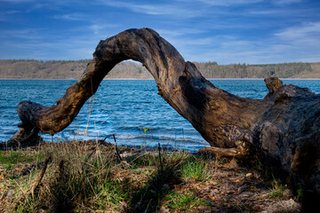 Fototapeta premium Fallen tree