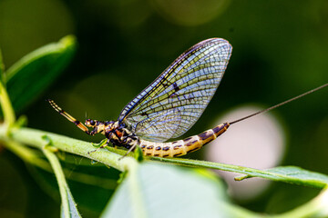 Large mayfly male 