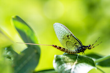 Mayfly on green leaf