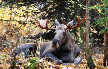 Moose Bull sitting down to rest,  in the forest. Alaska, USA 