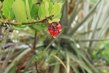Macleania Insignis, Flor Colgante nativa, en Colombia llamada uva Camarera