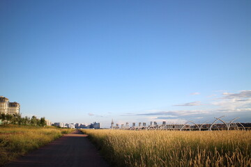 tall grass on the outskirts of the city in a pedestrian zone