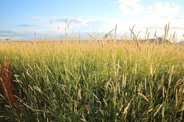tall grass on the outskirts of the city in a pedestrian zone