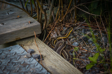 A garter snake crawling by the side of wooden bridge at Arrowhead provincial park in Ontario, Canada