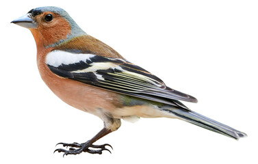 Male of Chaffinch (Fringilla coelebs), isolated on transparent background