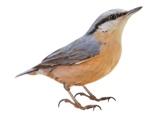 Eurasian nuthatch or wood nuthatch (Sitta europaea), PNG, isolated on transparent background