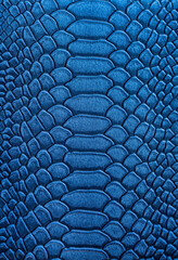 Beautiful blue bright snake or crocodile skin, reptile skin texture, multicolored close-up as a...