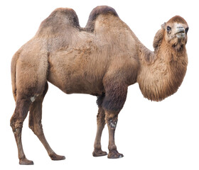 Bactrian camel (Camelus bactrianus), PNG, isolated on transparent background