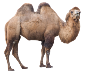 Bactrian camel (Camelus bactrianus), PNG, isolated on transparent background