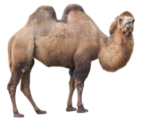 Poster Im Rahmen Bactrian camel (Camelus bactrianus), PNG, isolated on transparent background © Robin
