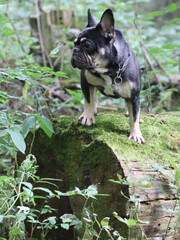 French bulldog on a stump overgrown with moss