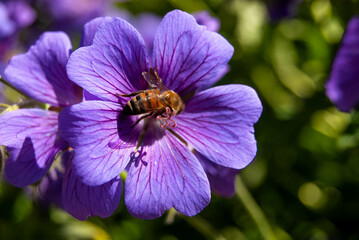 Bee in purple flower - Stock Photo