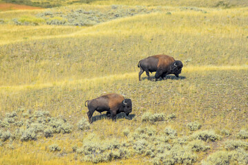 Bison in Field at Bright Sunny Day at Yellowstone National Park