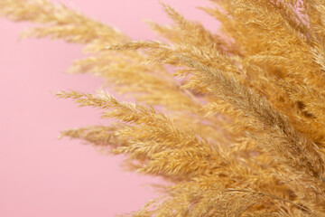Dried cane flower on a pink background as a background for the image.