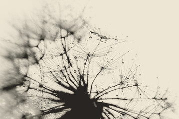 dandelion at sunset. Freedom to Wish. Seed macro closeup. Goodbye Summer. Hope and dreaming concept. Fragility. Springtime. soft focus on water droplets. Macro nature. Beautiful dew drops