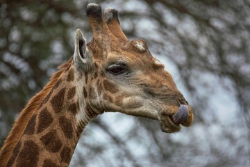 portrait of a giraffe