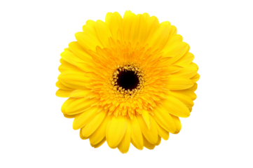 Yellow flower  isolated on transparency photo png file 