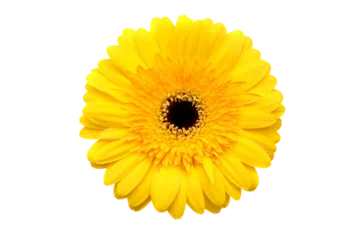 Foto op Aluminium Yellow flower  isolated on transparency photo png file  © cobaltstock