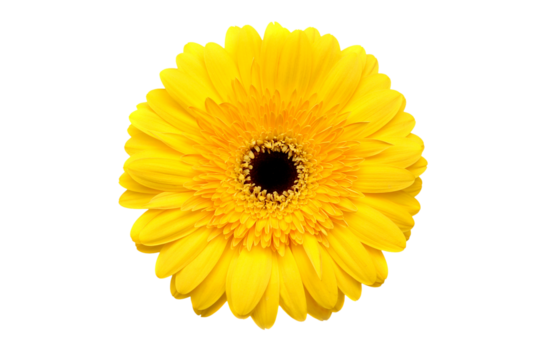 Yellow flower  isolated on transparency photo png file 